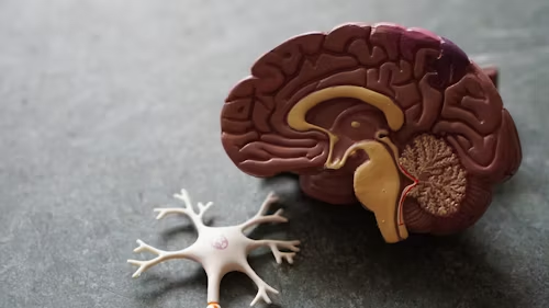 The Basic Structure of the Brain